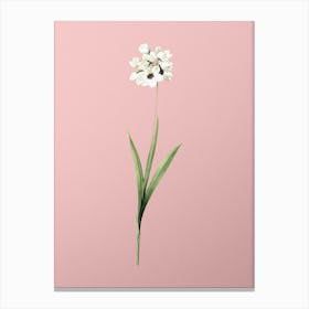 Vintage Ixia Maculata Botanical on Soft Pink n.0430 Canvas Print