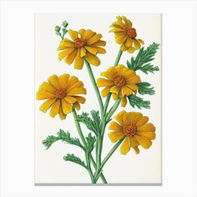 Marigold Vintage Botanical 2 Flower Canvas Print