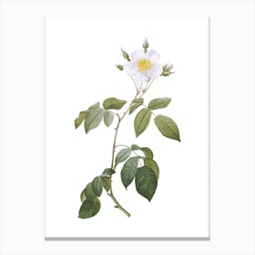 Vintage Big Leaved Climbing Rose Botanical Illustration on Pure White Canvas Print