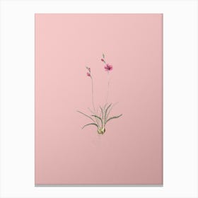 Vintage Ixia Crispa Botanical on Soft Pink n.0561 Canvas Print