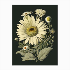 Daisy Wildflower Vintage Botanical 2 Canvas Print