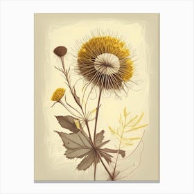 Dandelion Spices And Herbs Retro Drawing 1 Canvas Print
