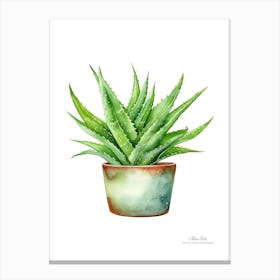 Aloe vera plant. Green plant. Beautiful plant. Thorns plant. Aloe vera flowers.16 Canvas Print