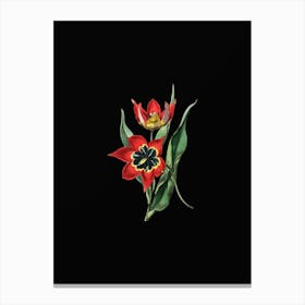 Vintage Red Strong Smelling Tulip Botanical Illustration on Solid Black n.0323 Canvas Print