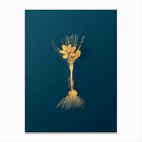 Vintage Crocus Sativus Botanical in Gold on Teal Blue n.0040 Canvas Print
