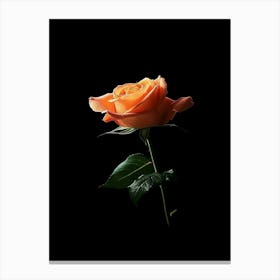 Orange Rose On Black Background 9 Canvas Print