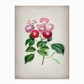 Vintage Seven Sister's Rose Botanical on Parchment n.0344 Canvas Print