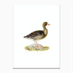 Vintage Greylag Goose Bird Illustration on Pure White n.0155 Canvas Print