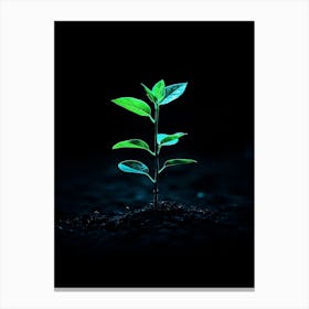 Small Green Plant Growing In The Dark Canvas Print