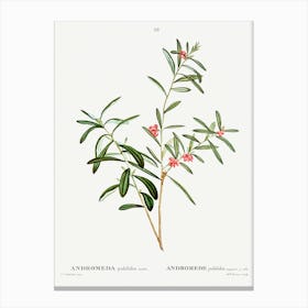 Andromeda Polifolia, Pierre Joseph Redoute Canvas Print