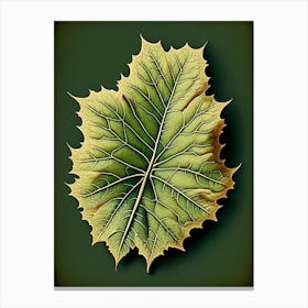 Sycamore Leaf Vintage Botanical 3 Canvas Print