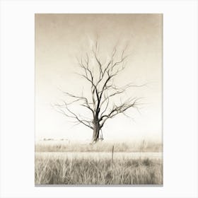 Bare Tree In Field Australia Canvas Print