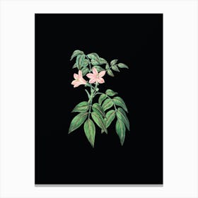 Vintage Turraea Pinnata Flower Botanical Illustration on Solid Black Canvas Print