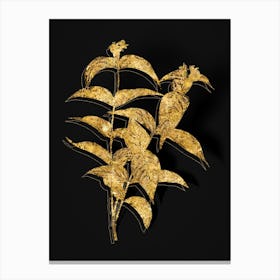 Vintage Northern Bush Honeysuckle Flowers Botanical in Gold on Black n.0116 Canvas Print