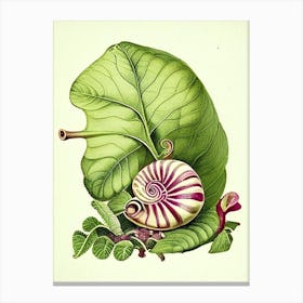 Roman Snail 1 Botanical Canvas Print