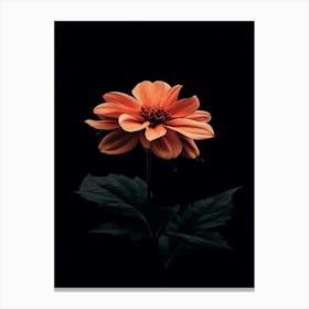 Dahlia 4 Canvas Print