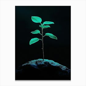 Tree On A Rock 1 Canvas Print