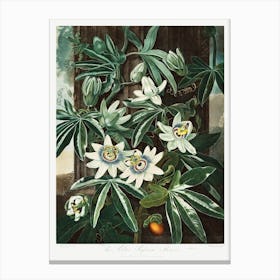 The Passiflora Cerulea From The Temple Of Flora (1807), Robert John Thornton Canvas Print