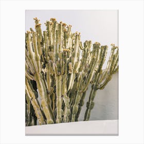 Warm Green Cactus Canvas Print