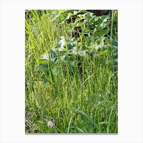 Tall Grass Canvas Print