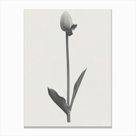 Tulip Flower Photo Collage 3 Canvas Print