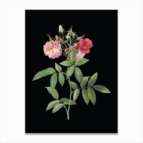 Vintage Hudson Rose Botanical Illustration on Solid Black n.0677 Canvas Print