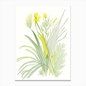 Lemon Grass Spices And Herbs Pencil Illustration 1 Canvas Print