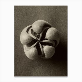 Blumenbachia Hieronymi (Loasaceae), Karl Blossfeldt 1 Canvas Print