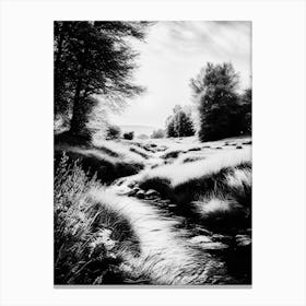 Black And White Of A Stream Canvas Print