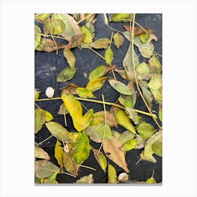 Autumn Leaves Canvas Print