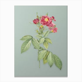 Vintage Boursault Rose Botanical Art on Mint Green Canvas Print