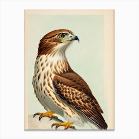 Red Tailed Hawk James Audubon Vintage Style Bird Canvas Print