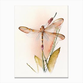 Eastern Amberwing Dragonfly Watercolour Ink Pencil 1 Canvas Print