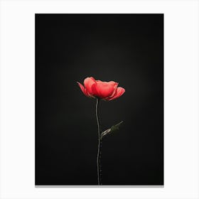 Single Red Poppy 4 Canvas Print