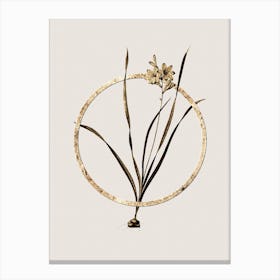 Gold Ring Gladiolus Lineatus Glitter Botanical Illustration Canvas Print