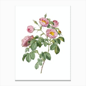 Vintage Tomentose Rose Botanical Illustration on Pure White Canvas Print