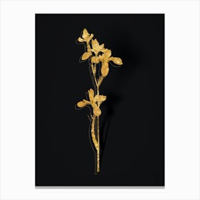 Vintage Siberian Iris Botanical in Gold on Black n.0069 Canvas Print