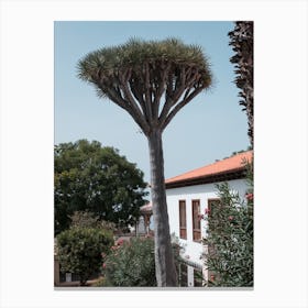 Beautiful Tree, Tenerife, Canary Islands Canvas Print