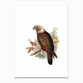 Vintage New Zealand Kaka Parrot Bird Illustration on Pure White n.0034 Canvas Print