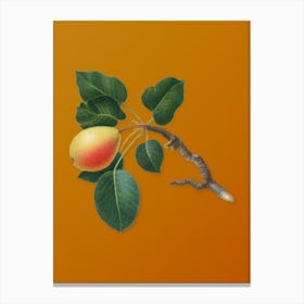 Vintage Pear Botanical on Sunset Orange n.0600 Canvas Print