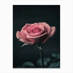 Pink Rose 67 Canvas Print