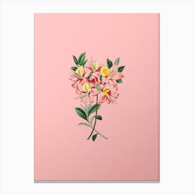 Vintage Changeable Pontic Azalea Botanical on Soft Pink n.0910 Canvas Print