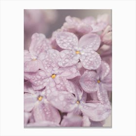 Lilac Love - Soft Purple-y Pastel-y-So Lovely Flowers Canvas Print