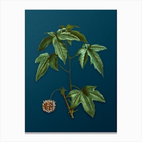 Vintage American Sweetgum Botanical Art on Teal Blue Canvas Print