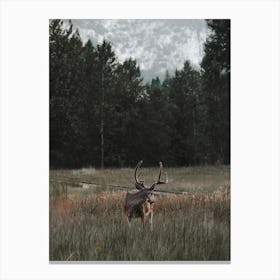 Deer Looking Back Canvas Print