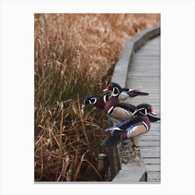 Wood Duck In Swamp Canvas Print