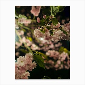 Cherry Blossoms Canvas Print