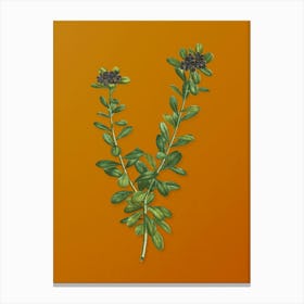 Vintage Daphne Sericea Flowers Botanical on Sunset Orange n.0427 Canvas Print