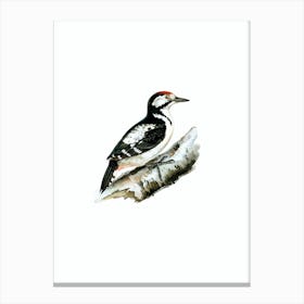 Vintage Great Spotted Woodpecker Bird Illustration on Pure White n.0106 Canvas Print