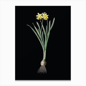 Vintage Lesser Wild Daffodil Botanical Illustration on Solid Black n.0744 Canvas Print